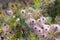 Plant clematis in drops of morning dew