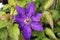 Plant Clematis in the garden