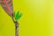 Plant codiaeum variegatum on a yellow background. Copy space Stem of a plant with young green leaves and one old. Concepts: