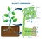 Plant cohesion vector illustration. Labeled water upward motion explanation