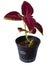 Plant coleus