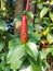 plant of Costus spicatus or spiked spiralflag ginger or Indian head ginger or pacing pentul hijau.