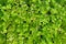 Plant countless fresh and green leaves ,many details green leaves wall background