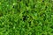 Plant countless fresh and green leaves ,many details green leaves wall background