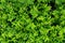 Plant countless fresh and green leaves ,many details green leaves wall background