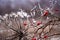 Plant covered with frost, rose hips, red berries