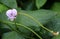 Plant of the cowpea Vigna unguiculata