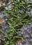 Plant crawling on Kauri tree