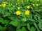 Plant of the creeping peanut with small yellow flowers