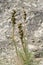 Plant Crimean asfodelina (lat. Asphodeline taurica), stems with seeds