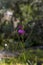 Plant Crupina crupinastrum with flowers fuchsia colors close-up