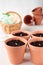 Plant the cucumber seeds in ceramic pots