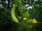 Plant cucumber with yellow flowers in  in the garden