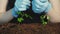 Plant cultivation nature fragility hands sprouts
