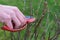 Plant cutting with garden scissors