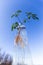 Plant cutting sprouting roots in vintage glass jar in the sky