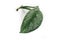 Plant cutting with stem and single leaf of a tropical `Scindapsus Pictus Exotica` pothos houseplant with satin texture
