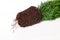 Plant cypress seedling with soil on white background. Earth Day April 22 concept