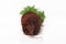 Plant cypress seedling with soil on white background. Earth Day April 22 concept
