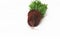 Plant cypress seedling with soil on white background. Earth Day April 22 concept