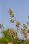 Plant Dactylis against green grass.In the meadow blooms valuable fodder grass Dactylis glomerata.Dactylis glomerata, also known as