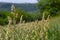 Plant Dactylis against green grass.In the meadow blooms valuable fodder grass Dactylis glomerata.Dactylis glomerata, also known as