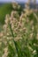 Plant Dactylis against green grass.In the meadow blooms valuable fodder grass Dactylis glomerata.Dactylis glomerata, also known as