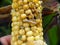 Plant damaged by European corn borer or borer or high-flyer Ostrinia nubilalis. It is a one of most important pest of maize crops.