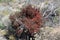 Plant in Desert Landscape in Joshua Tree National Park, California