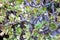 Plant Detail garden botany beauty color detail summer