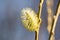 Plant detail - the male flowering catkin on willow or brittle willow Salix fragilis