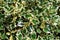 Plant detail of Variegated Holly Ilex aquifolium Argentea Marginata