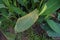 Plant disease causes by fungi on flower plant leaves `canna flower`