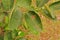 Plant disease, citrus canker infested on lime leaf