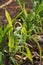 Plant disease, corn downy mildew disease