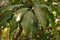 Plant disease, leaf anthracnose on mango