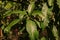 Plant disease, leaf anthracnose on mango