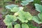 Plant disease, leaf mosaic on pumpkin