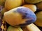 Plant disease, mango fruit rot