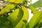 Plant disease, mango leaves disease