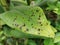 Plant disease, orchid leaf spot