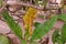 Plant disease, plumeria leaves disease