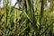 Plant disease, rice leaf disease