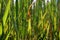 Plant disease, rice leaf disease