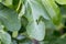 Plant Disease. Septoria leaf spot symptoms on fig tree.
