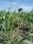 plant disease, sugarcane smut symptom