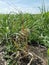 plant disease, sugarcane smut symptom