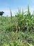 plant disease, sugarcane smut symptom