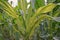 Plant disease on sweet corn, downy mildew