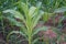 Plant disease on sweet corn, downy mildew